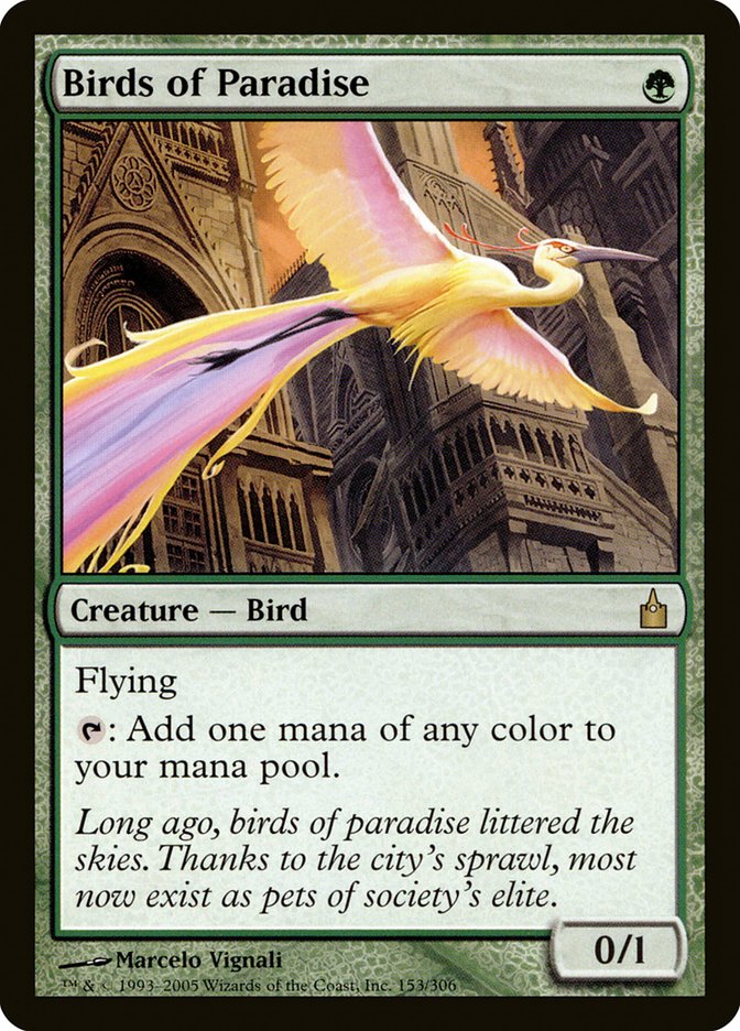 Birds of Paradise - 153